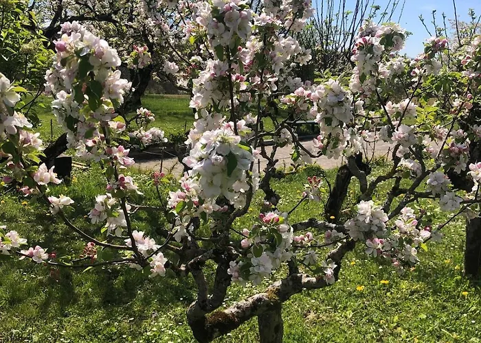 La Maison D'aubigny 15 Personnes Aubigny (Vendee)